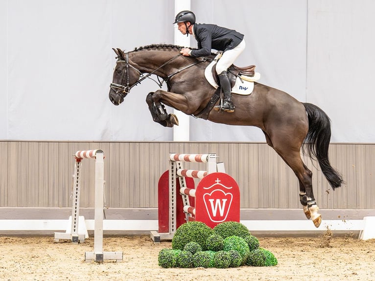 Koń westfalski Wałach 7 lat 173 cm Gniada in Münster-Handorf