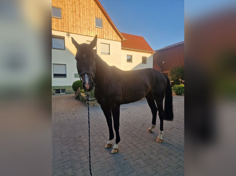 Koń westfalski Wałach 7 lat 175 cm Ciemnogniada in Bad Sassendorf