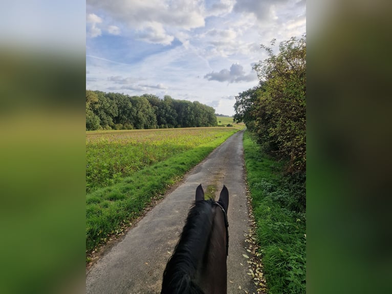 Koń westfalski Wałach 7 lat 175 cm Ciemnogniada in Bad Sassendorf