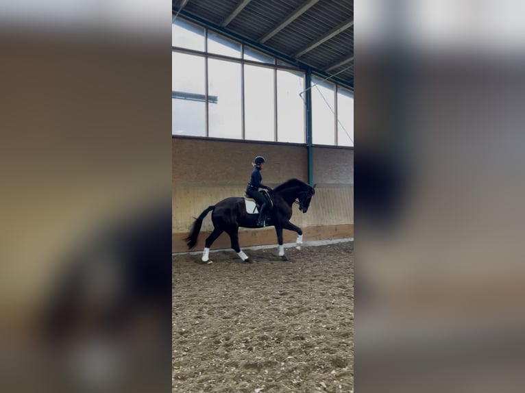 Koń westfalski Wałach 7 lat 175 cm Ciemnokasztanowata in Ibbenbüren