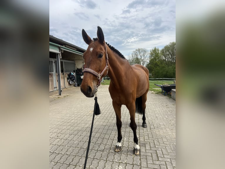 Koń westfalski Wałach 7 lat 175 cm Gniada in Bergisch Gladbach
