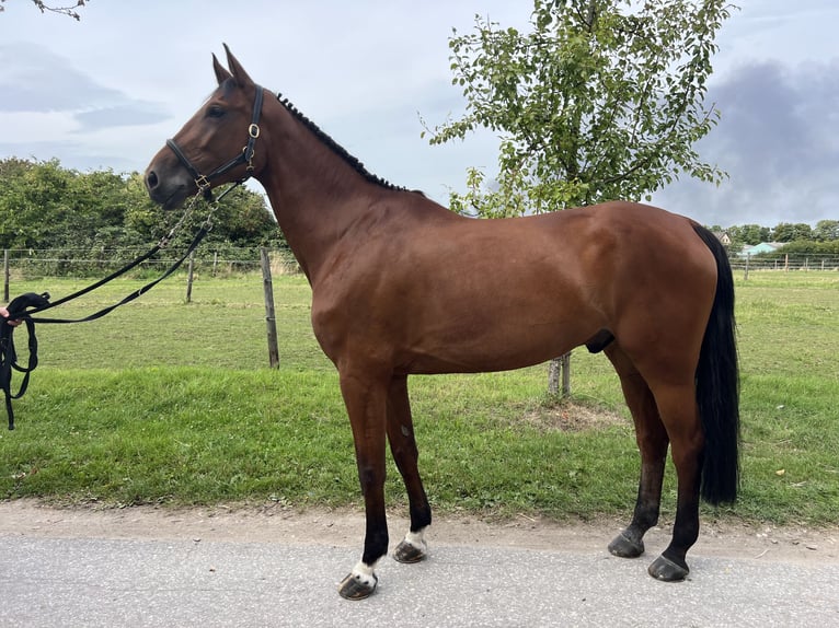 Koń westfalski Wałach 7 lat 175 cm Gniada in Bergisch Gladbach