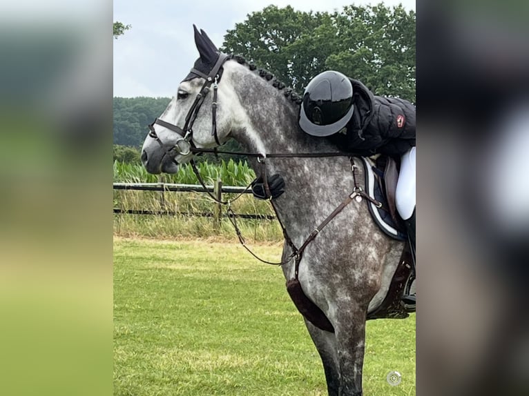 Koń westfalski Wałach 7 lat 175 cm Siwa jabłkowita in Altenberge