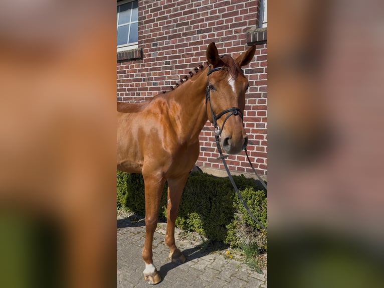 Koń westfalski Wałach 7 lat 177 cm Kasztanowata in Altenberge