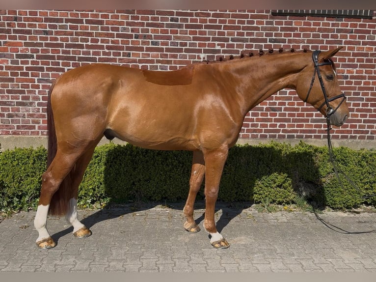 Koń westfalski Wałach 7 lat 177 cm Kasztanowata in Altenberge
