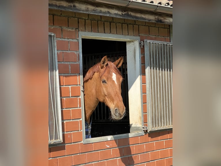 Koń westfalski Wałach 7 lat 177 cm Kasztanowata in Altenberge