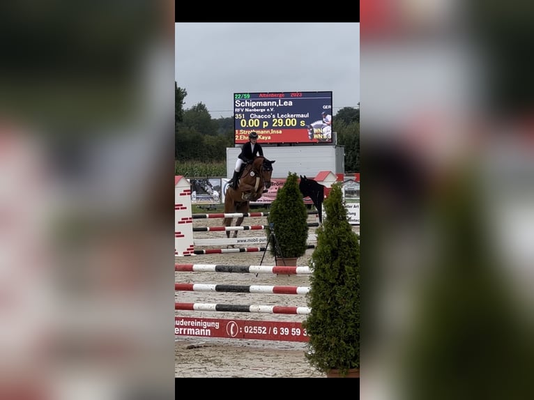 Koń westfalski Wałach 7 lat 177 cm Kasztanowata in Altenberge