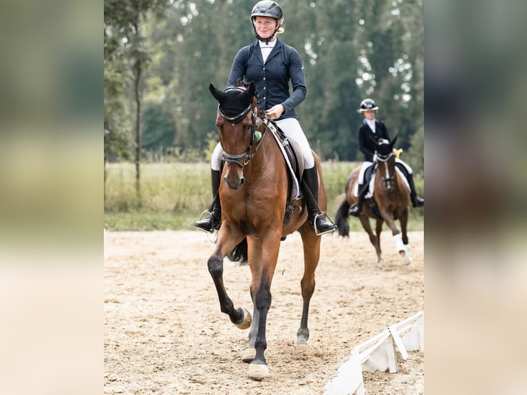 Koń westfalski Wałach 7 lat 183 cm Gniada in Schenklengsfeld