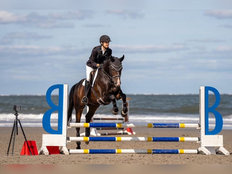 Koń westfalski Wałach 8 lat 161 cm in Norderney
