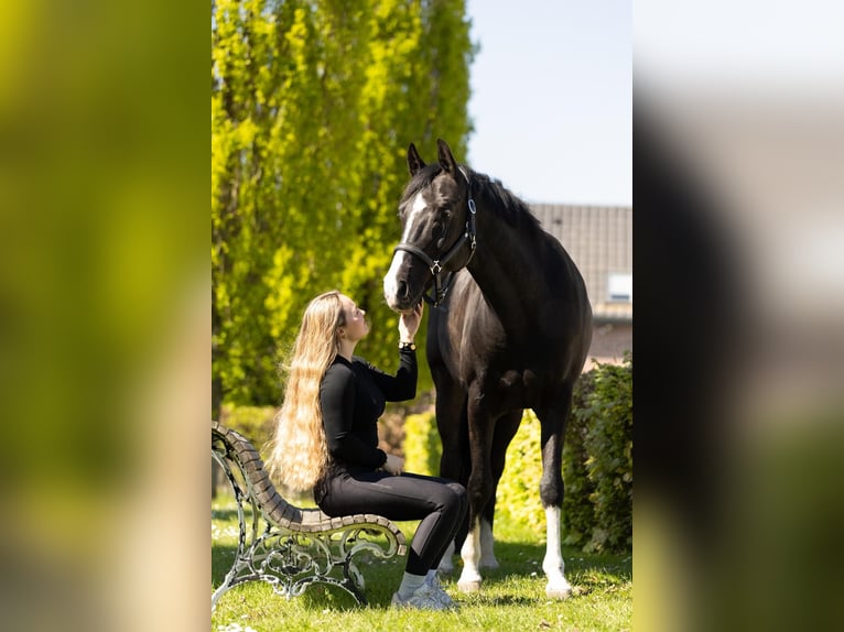Koń westfalski Wałach 8 lat 164 cm Kara in Ermensee