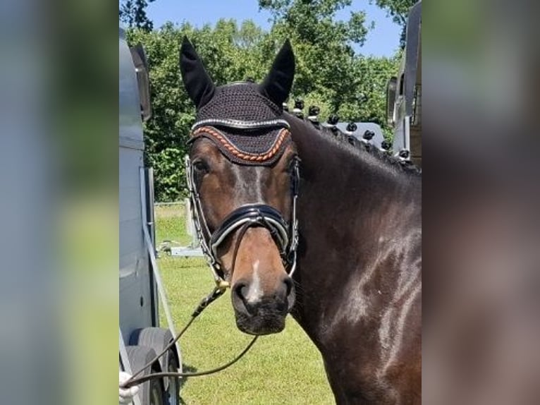 Koń westfalski Wałach 8 lat 165 cm Ciemnogniada in Tecklenburg