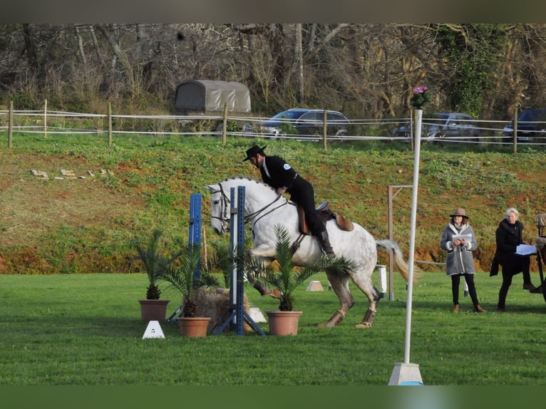 Koń westfalski Mix Wałach 8 lat 166 cm Siwa in Mornant