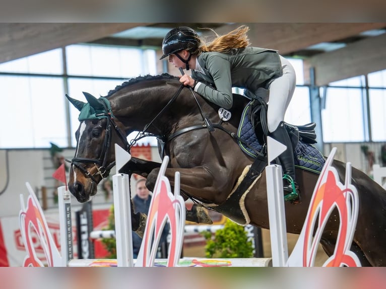 Koń westfalski Wałach 8 lat 166 cm Skarogniada in Lienenienen