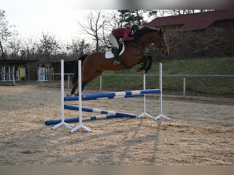 Koń westfalski Wałach 8 lat 167 cm Gniada in Brno
