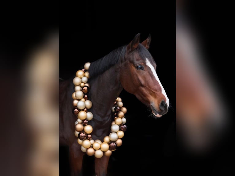 Koń westfalski Wałach 8 lat 168 cm Ciemnogniada in Bonefeld