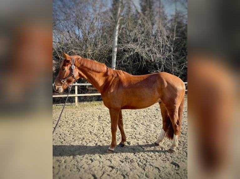 Koń westfalski Wałach 8 lat 168 cm Ciemnokasztanowata in Limburg an der Lahn