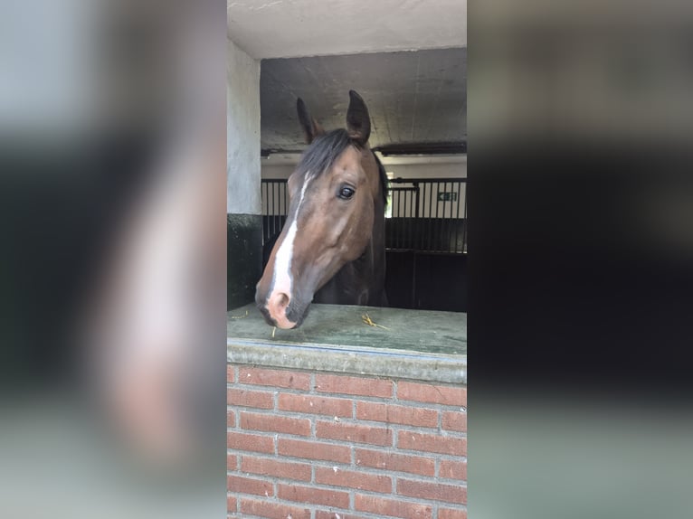 Koń westfalski Wałach 8 lat 168 cm Gniada in Mönchengladbach