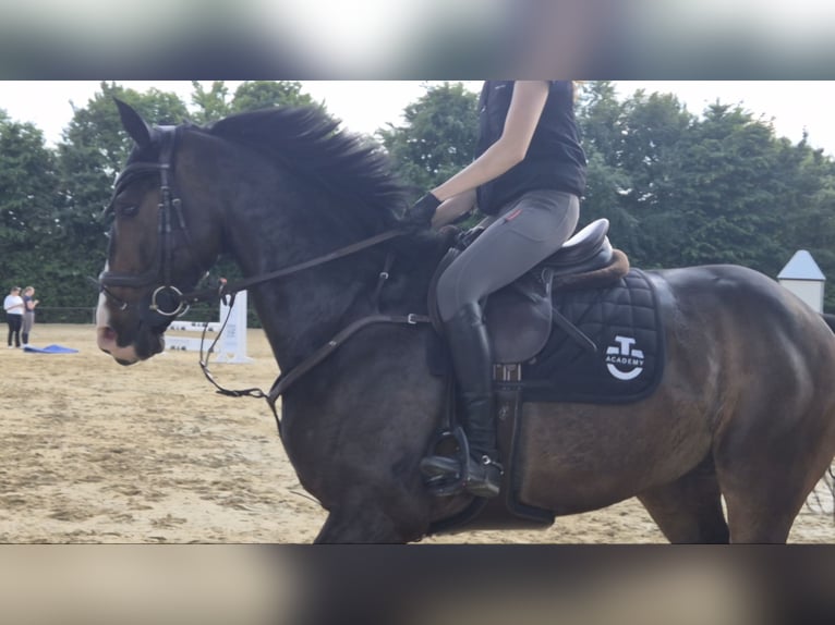 Koń westfalski Wałach 8 lat 168 cm Gniada in Mönchengladbach