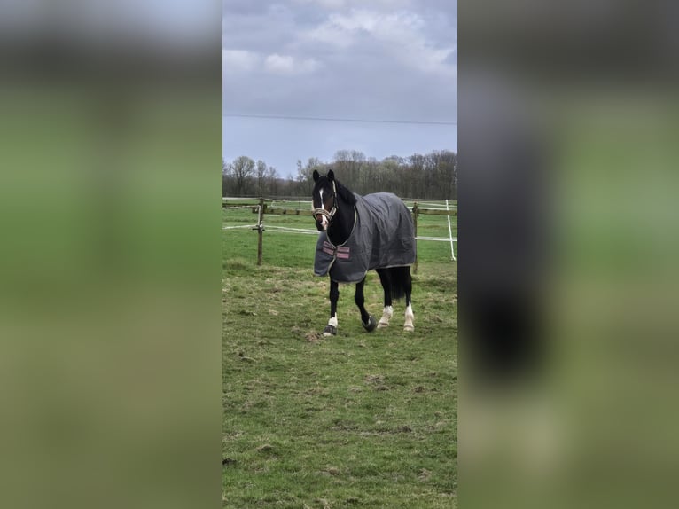 Koń westfalski Wałach 8 lat 168 cm Gniada in Mönchengladbach