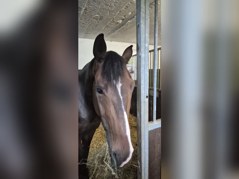 Koń westfalski Wałach 8 lat 168 cm Gniada in Mönchengladbach