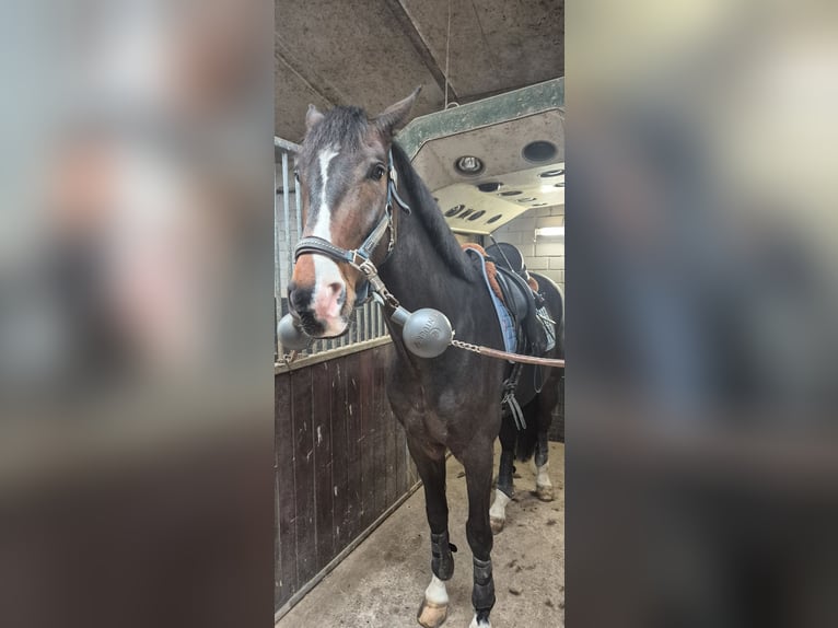 Koń westfalski Wałach 8 lat 168 cm Gniada in Mönchengladbach