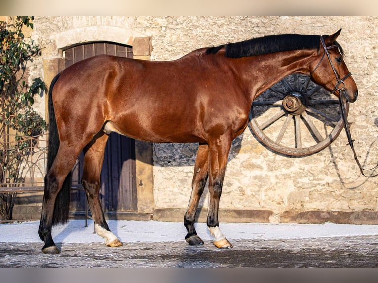 Koń westfalski Wałach 8 lat 168 cm Gniada in Glandorf