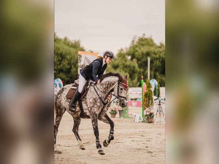 Koń westfalski Wałach 8 lat 168 cm Siwa in Hunčice