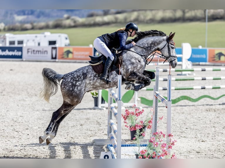 Koń westfalski Wałach 8 lat 168 cm Siwa in Hunčice