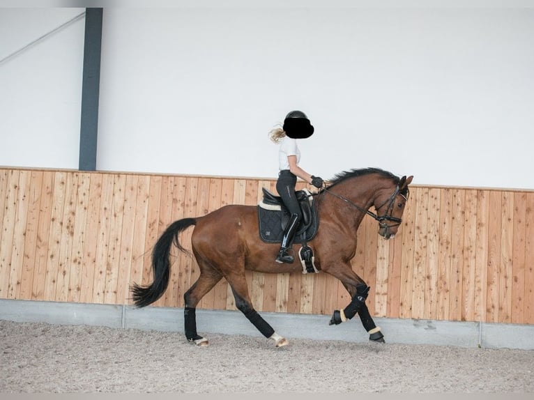 Koń westfalski Wałach 8 lat 169 cm Gniada in Haltern am See