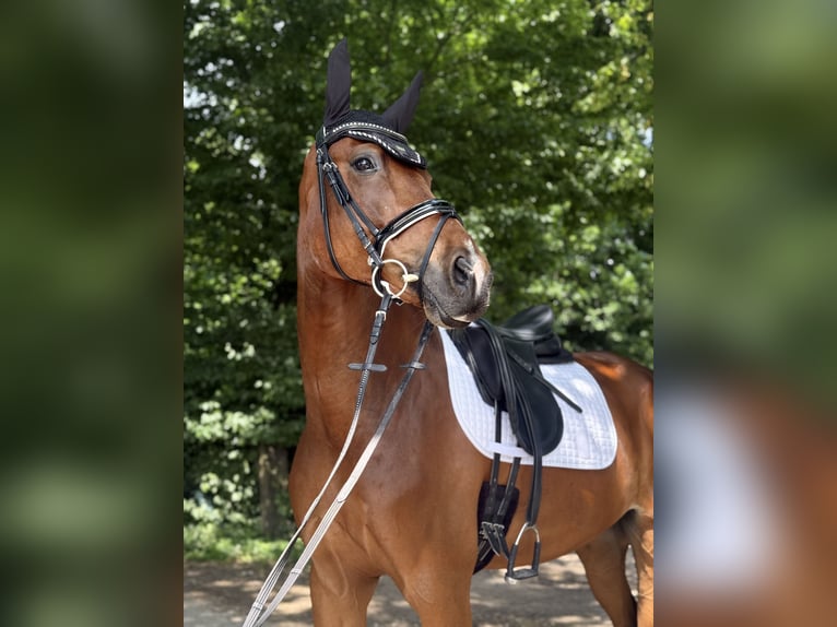 Koń westfalski Wałach 8 lat 169 cm Gniada in M&#xFC;nster