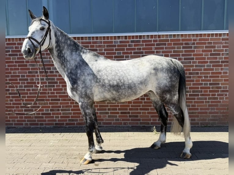 Koń westfalski Wałach 8 lat 169 cm Siwa jabłkowita in Nordwalde