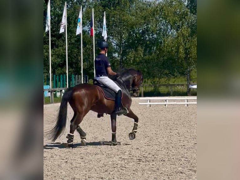 Koń westfalski Wałach 8 lat 170 cm Gniada in Montbrison