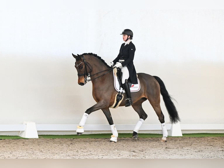 Koń westfalski Wałach 8 lat 171 cm Gniada in Lüdinghausen