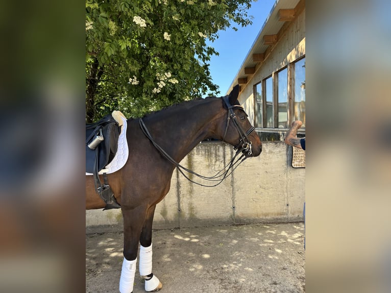Koń westfalski Wałach 8 lat 172 cm Ciemnogniada in Schopfheim