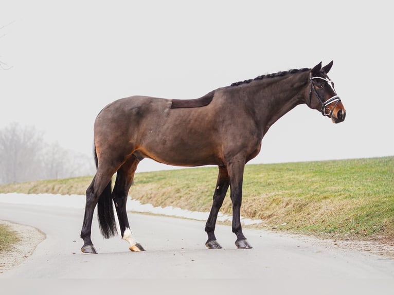 Koń westfalski Wałach 8 lat 172 cm Gniada in Gleichen