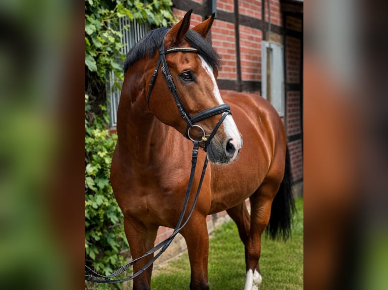 Koń westfalski Wałach 8 lat 175 cm Gniada in Lienen