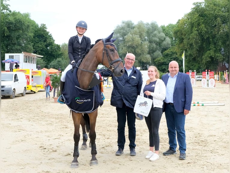 Koń westfalski Wałach 8 lat 176 cm Ciemnogniada in Senden