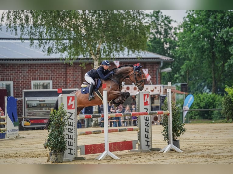 Koń westfalski Wałach 8 lat 176 cm Ciemnogniada in Senden