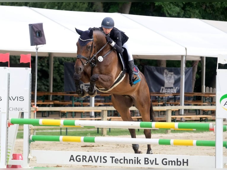 Koń westfalski Wałach 8 lat 176 cm Ciemnogniada in Senden