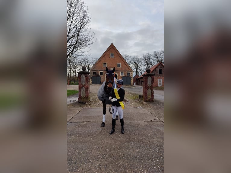 Koń westfalski Wałach 8 lat 176 cm Ciemnogniada in Senden