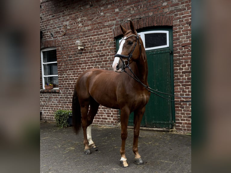 Koń westfalski Wałach 8 lat 178 cm Ciemnokasztanowata in Remscheid