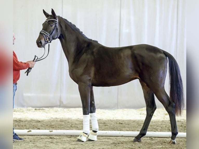 Koń westfalski Wałach 8 lat 180 cm Ciemnogniada in Siegen