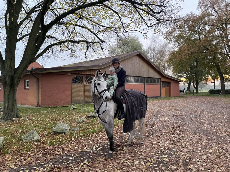 Koń westfalski Wałach 9 lat 168 cm Siwa in Thedinghausen