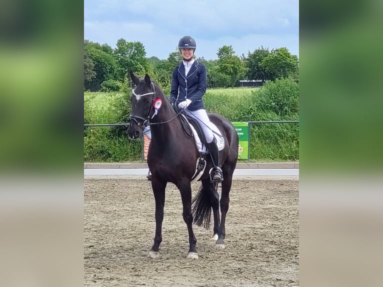 Koń westfalski Wałach 9 lat 169 cm Skarogniada in L&#xFC;beck