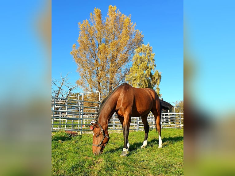 Koń westfalski Wałach 9 lat 170 cm Gniada in Graltshausen