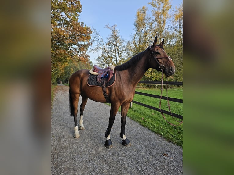 Koń westfalski Wałach 9 lat 170 cm Gniada in Graltshausen