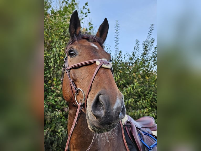 Koń westfalski Wałach 9 lat 170 cm Gniada in Graltshausen