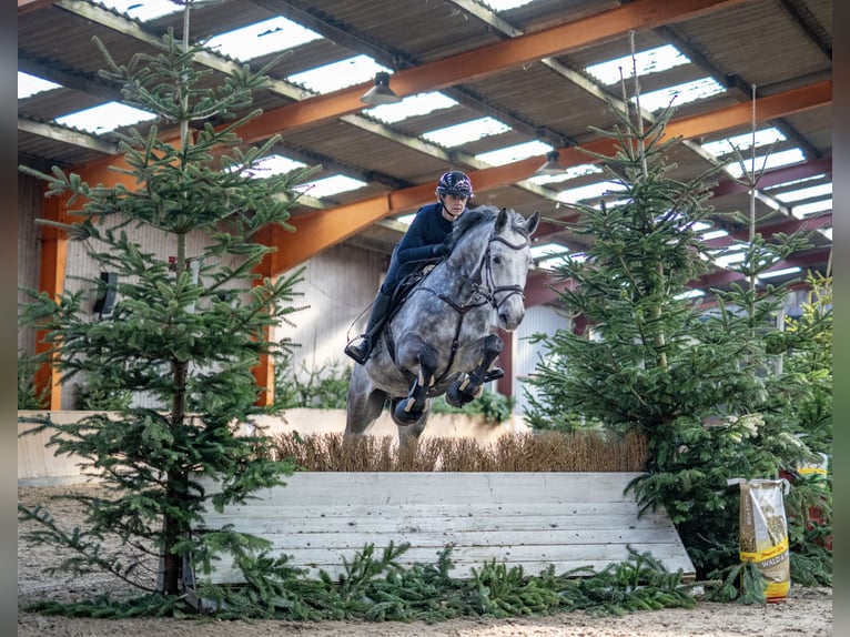 Koń westfalski Wałach 9 lat 172 cm Siwa jabłkowita in Lütetsburg