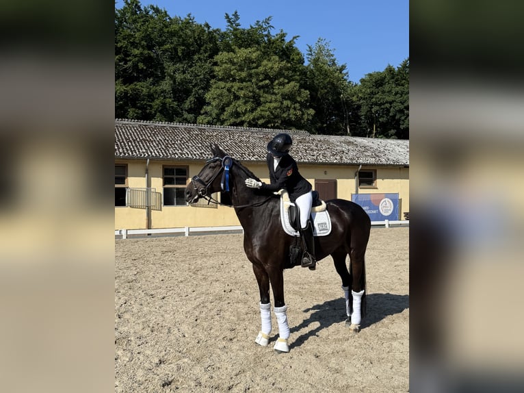 Koń westfalski Wałach 9 lat 173 cm Ciemnogniada in Montabaur