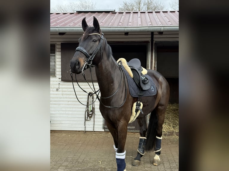 Koń westfalski Wałach 9 lat 173 cm Ciemnogniada in Montabaur